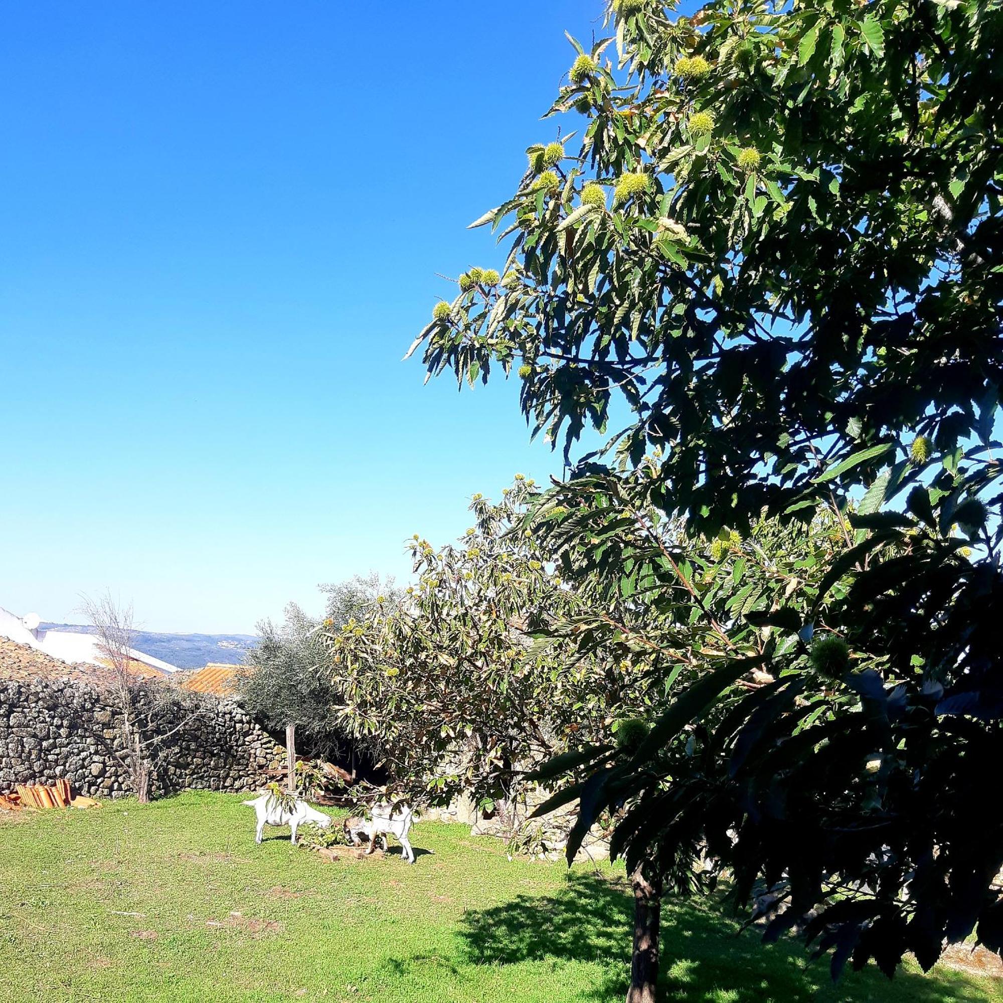 Bed and Breakfast Solar Dos Carvalhos Sernancelhe Camera foto